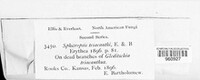 Sphaeropsis triacanthi image